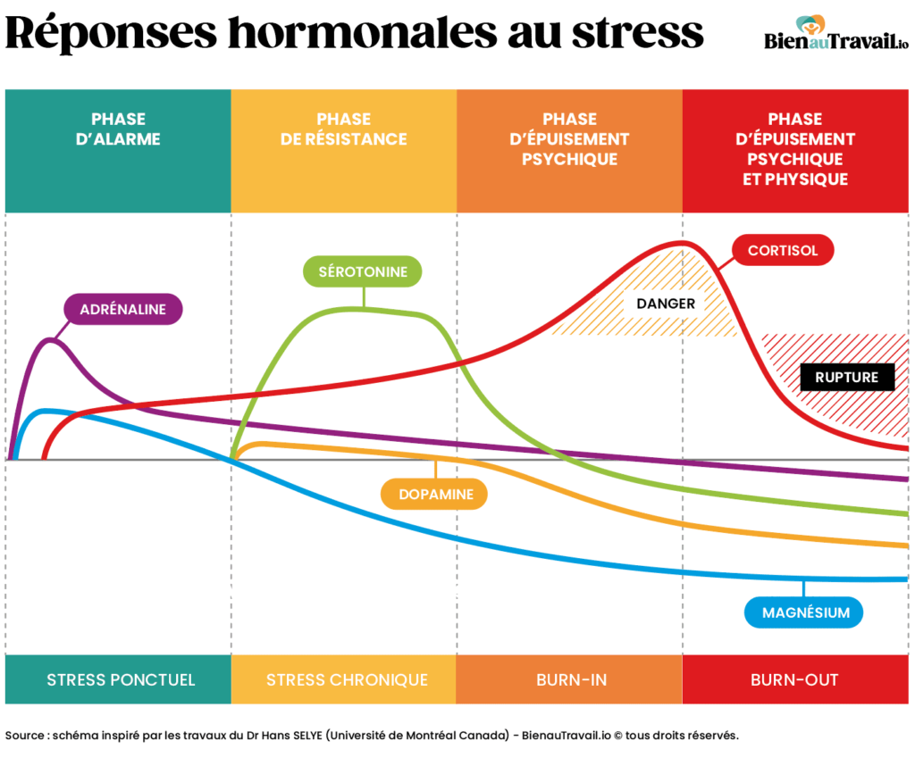 courbes des réponses hormonales au stress (adrénaline, sérotonine, dopamine, cortisol, magnésium) en fonction des phases d'alarme, de résistance, d'épuisement psychique (burn-in) et d'épuisement psychique et physique (burn-out).